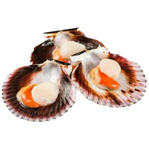 Vieriras mediana concha 20/30 "Zamburiña"