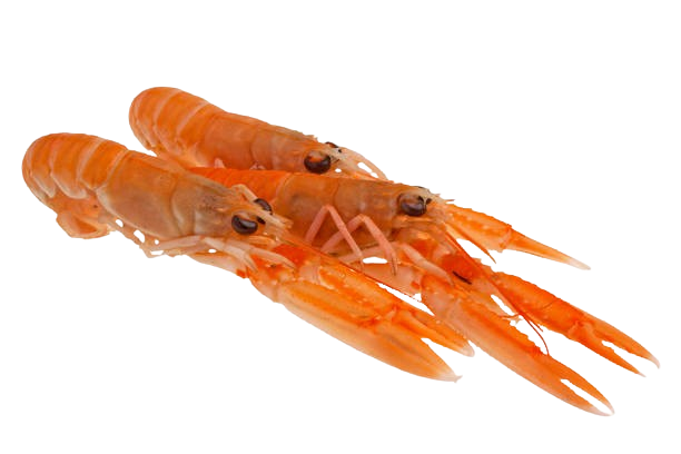 Cigalas Grande Nº0